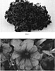 Petunia%20x%20Calibrachoa%20hybrida%20%27Kakegawa%20S90%27