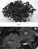 Petunia%20x%20calibrachoa%20hybrids%20%27Kakegawa%20S89%27