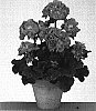 Pelargonium%20%20x%20hortorum.%20%27Gentrela%27