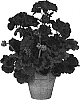 Pelargonium%20x%20hortorum%20%27Gentred%27