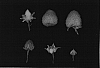 Rubus%20idaeus%20%27Driscoll%20Estrella%27