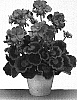 Pelargonium%20x%20hortorum%20%27Gentreo%27