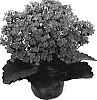 Kalanchoe%20blossfeldiana%20%27Opala%27
