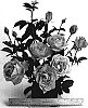Rosa%20hybrida%20%27WEKbepmey%27
