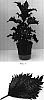 Solenostemon%20Scutellarioides%20%27Balcenna%27