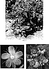 Hypericum%20androsaemum%20%27Seihero%27