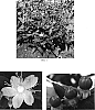 Hypericum%20androsaemum%20%27Seiro%27