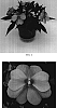 Impatiens%20hawkeri%20%27Balcelapt%27