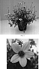 Bidens%20ferulifolia%20%27Balbidsuki%27