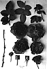 Rosa%20hybrida%20%27AUSglade%27