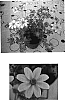 Bidens%20ferulifolia%20%27Fisbimex%27