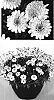 Argyranthemum%20frutescens%20%27PB1V2%27
