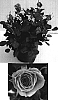Rosa%20hybrida%20%27Evera160%27
