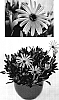Arctotis%20hybrida%20%27ARC406%27