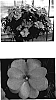 Impatiens%20hawkeri%20%27Fisimp%20Salm%27