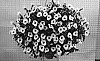 Torenia%20sp%20%27DANMOON20%27