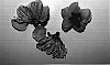 Prunus%20persica%20var.%20nucipersica%20%27Crispregal%27