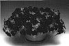 Petunia%20hybrida%20%27Petpuvivi%27