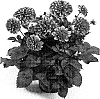 Dahlia%20sp.%20%27DAELLEVE%27