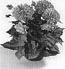 Dahlia%20sp.%20%27DAFEMTEN%27