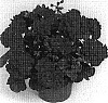 Pelargonium%20peltatum%20%27Duepaimvio%27
