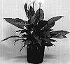 Spathiphyllum%20hybrid%20%27SP9028-5%27