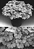 Phlox%20drummondii%20%27Sunphlorai%27