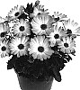 Osteospermum%20ecklonis%20%27Duetibrocha%27