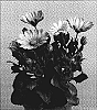 Osteospermum%20ecklonis%20%27Sunny%20Bianco%27