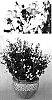 Nemesia%20hybrida%20%27Innkarwhi%27