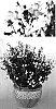 Nemesia%20hybrida%20%27Innkarwhi%27