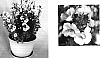 Nemesia%20hybrida%20%27Inuppear%27