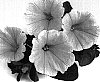 Petunia%20x%20hybrida%20%27Duesweezyel%27
