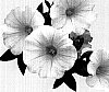 Petunia%20x%20hybrida%20%27Duesweledro%27