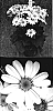 Senecio%20cruentus%20x%20Senecio%20heritieri%20%27Sunsenesopi%27