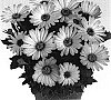 Osteospermum%20ecklonis%20%27Duetisunset%27