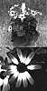 Senecio%20cruentus%20x%20Senecio%20heritieri%20%27Sunsenebabubai%27