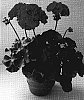 Pelargonium%20x%20hortorum%20%27Pacmar%27