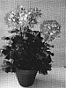Pelargonium%20x%20hortorum%20%27FIWOPI%27