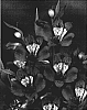 Alstroemeria%20hybrida%20%27Zalsavue%27