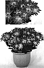 Chrysanthemum%20x%20morifolium%20%27Yospirit%20Lake%27
