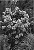 Phlox%20paniculata%20%27Pure%20Feelings%27
