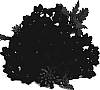 Verbena%20hybrida%20%27Duempimpur%27