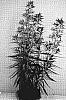 Angelonia%20hybrida%20%27Adepink%27
