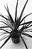 Cordyliine%20banksii%20%27Sprilecpink%27