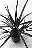 Cordyliine%20banksii%20%27Sprilecpink%27