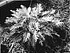 Philodendron%20selloum%20%27TWYPH0007%27