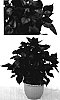 Solenostemon%20scutellariodes%20x%20Perilla%20frutescens%20%27Gage%27s%20Shadow%27