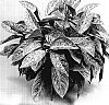 Aglaonema%20commutatum%20var.%20tricolor%20x%20A.%20rotundum%20hybrid%20%27TWYAG0016%27