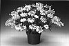Argyranthemum%20frutescens%20%27Argypifri%27